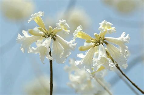 黃鐘花風水|黃花風鈴木